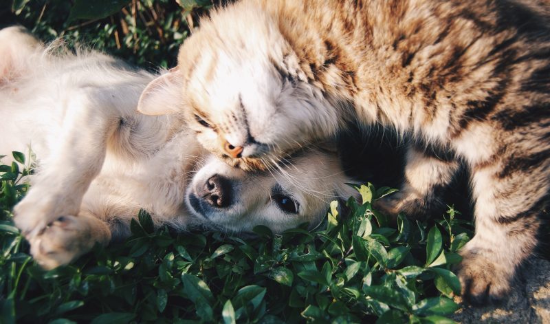 A puppy and a kitten lying together on grass