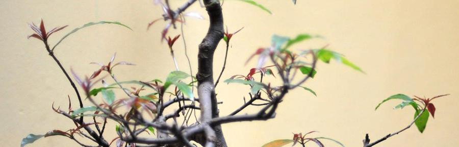 Photo closeup of a plant