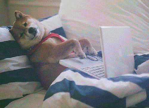 Animated gif of a dog in bed typing furiously on a laptop