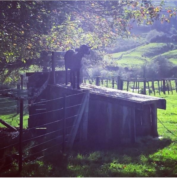 Photo of a goat standing on a shed